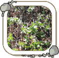 Arctostaphyios Uva-ursi (bearberry, kinnick kinnick)